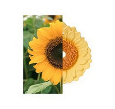 Μασητικό Olie & Carol  από φυσικό καουτσούκ Sun το ηλιοτρόπιο στο Bebe Maison