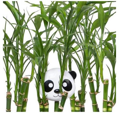 Παιδικό δοχείο για σνακ Melii panda στο Bebe Maison